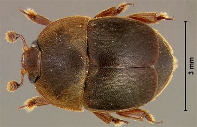 aethina tumida