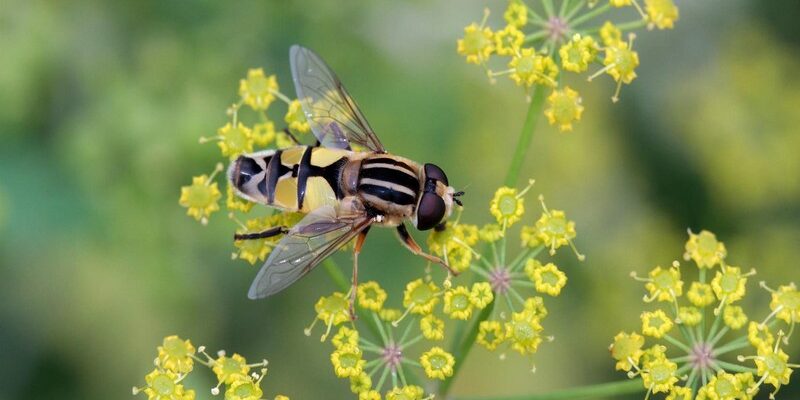 insectes pollinisateurs