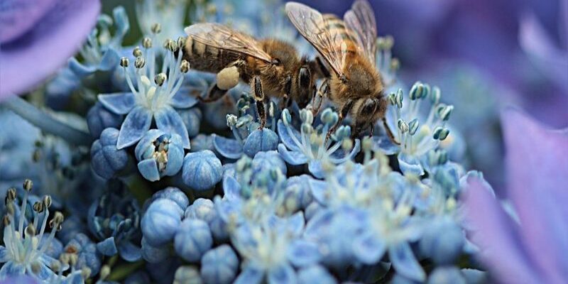 rejet derogations neonicotinoides rejet derogations neonicotinoides