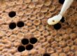  clg rr 9830 ver varroa 2