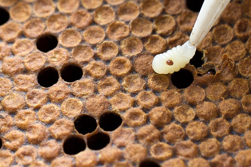  clg rr 9830 ver varroa 2