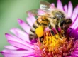 abeille pollen