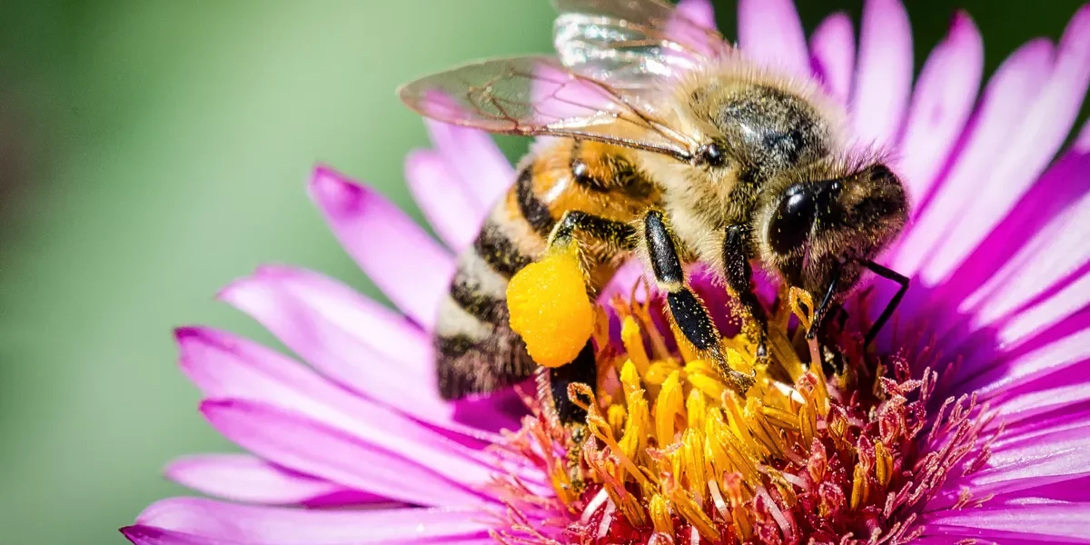 abeille pollen