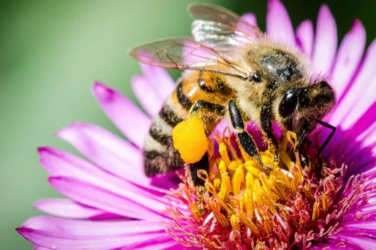abeille pollen