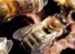 varroa sur abeille