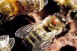 varroa sur abeille