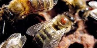varroa sur abeille