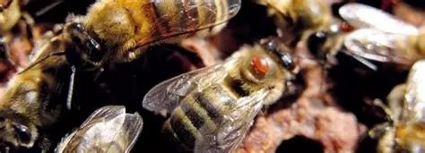 varroa sur abeille