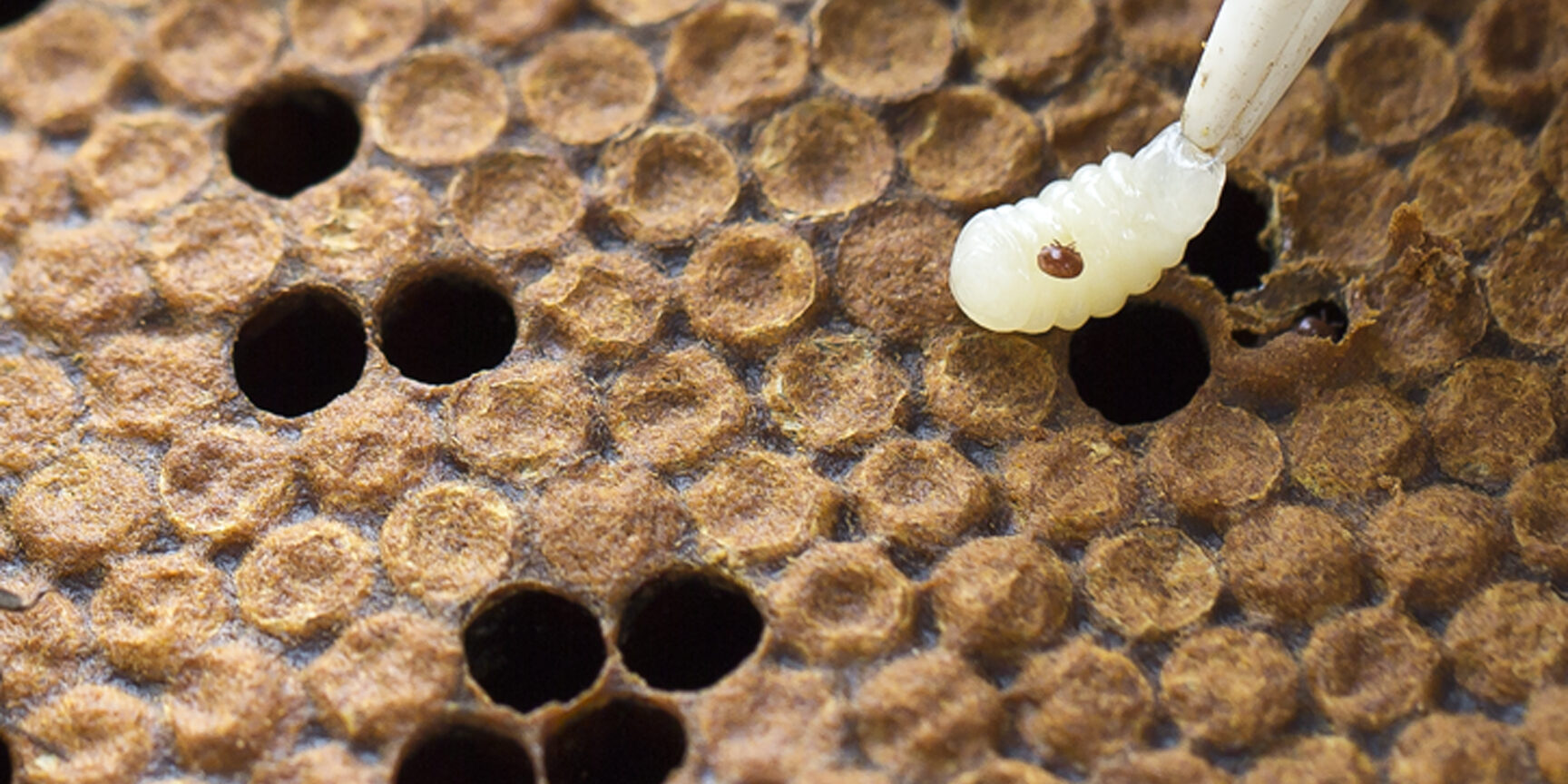  clg rr 9830 ver varroa