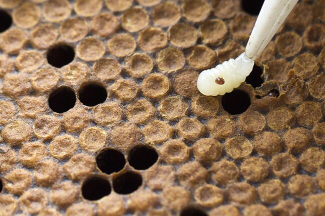  clg rr 9830 ver varroa