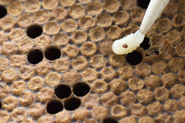  clg rr 9830 ver varroa