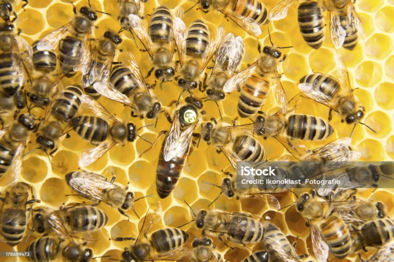 istockphoto 178609473 2048x2048